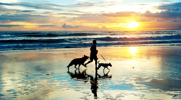 pets-2